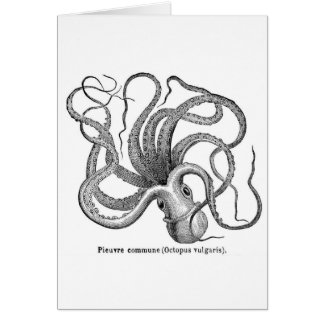 Vintage wissenschaftliche Oktopus-Illustration