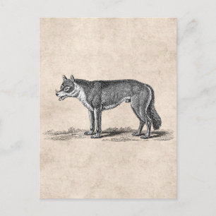 Vintage Wolf-Illustration - Wölfe Vorlage 1800er J Postkarte