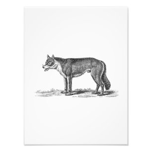 Vintage Wolf-Illustration - Wolfenvorlage aus dem  Fotodruck