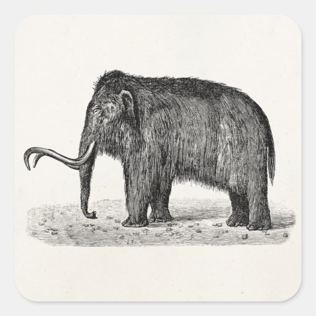 Vintage Wolle Mammoth Illustration Wollmammut Quadratischer Aufkleber (Vorderseite)
