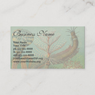 Vintage-Würmer Anneliden Chaetopoda von Ernst Haec Visitenkarte