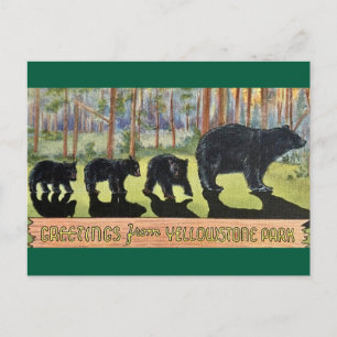 Vintage Yellowstone Park Bären Postkarte