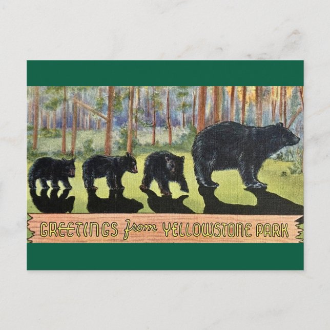 Vintage Yellowstone Park Bären Postkarte (Vorderseite)