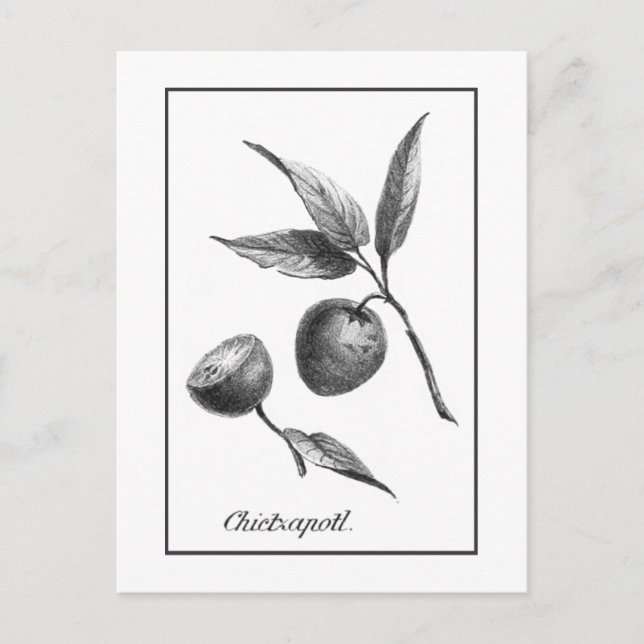 Vintage Zapote-Karte für exotische Fruchtätzchen Postkarte (Vorderseite)