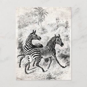 Vintage Zebras-Retro-Illustration aus dem 18. Jahr Postkarte