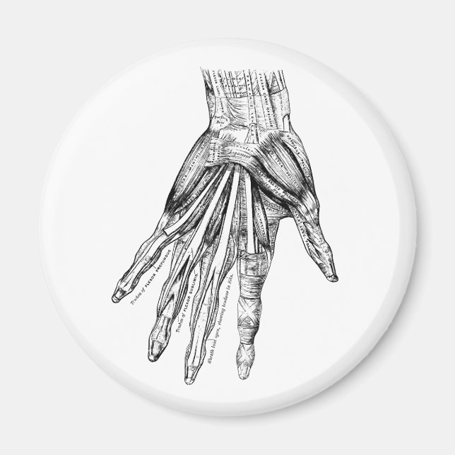 Vintage Zeichnend Handmuskeln Magnet (Vorne)