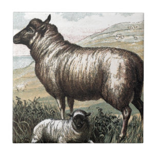 Vintage-Zeichnung: Blackhead Persian (Schaf) Fliese