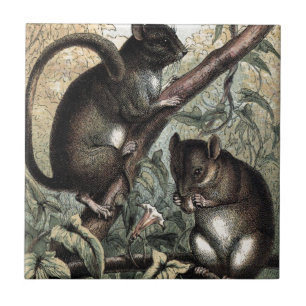Vintage-Zeichnung: Die Haselmaus Fliese