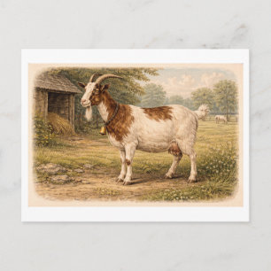 Vintage-Zeichnung einer Ziege Postkarte