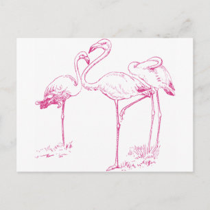 Vintage-Zeichnung eines rosa Flamingos Postkarte