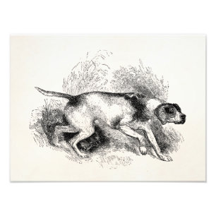 Vintage Zeiger-Jagd-Hunde1800s Zeiger-Hunde Fotodruck