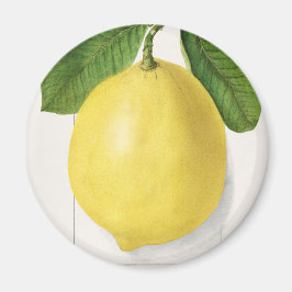 Vintage Zitrone Magnet