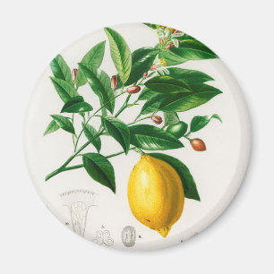 Vintage Zitrone Magnet