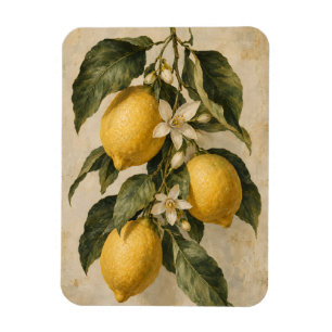 Vintage-Zitronen-Botanik-Mittelmeerküche Magnet