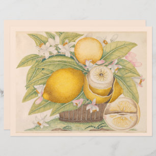 Vintage Zitronen Zitrusfrüchte Zeichnend Scrapbook