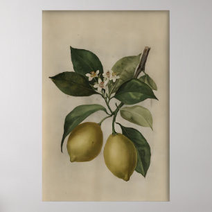 Vintage Zitronenbaum-Druck, Antikes Stillleben Poster