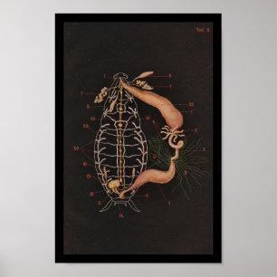 Vintage Zoologie-Druck-Schabe Poster