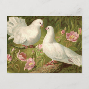 Vintage Zwei Ostertäubchen und rosa Rosen Postkarte
