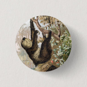 Vintage Zweifingerfaultier 1900 Buchillustration Button