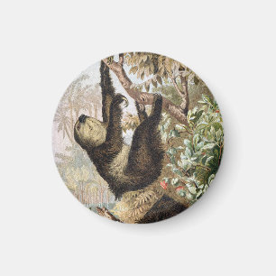 Vintage Zweifingerfaultier 1900 Buchillustration Magnet