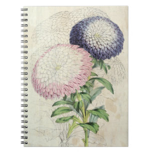 Vintage Zwerge Chrysanthemum-Flower-Aster Notizblock