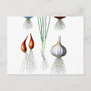 Vintage Zwiebel Botanische Schrift Postkarte