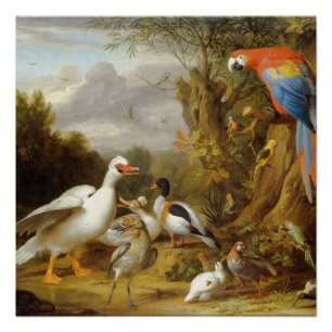 VintageA Ara Enten Papageien und andere Vögel Poster
