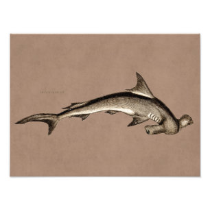 Vintagen 1800er Hammerhead Shark Old Hammer Head Fotodruck