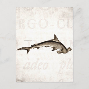 Vintagen 1800er Hammerhead Shark Old Hammer Head Postkarte