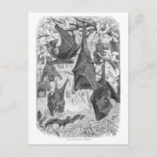 Vintagen 1800er Jahre Fleying Fox Bat Retro Templa Postkarte