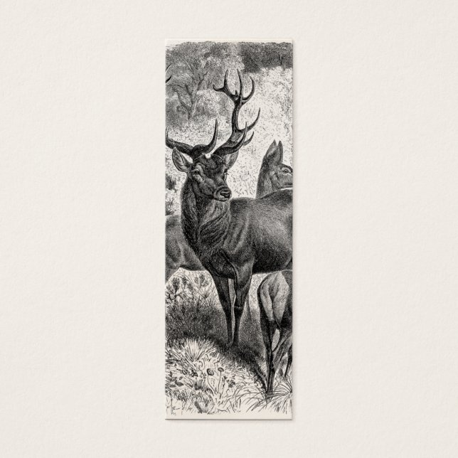 Vintagen 1800er Jahre Red Deer Illustration Stag D (Vorderseite)