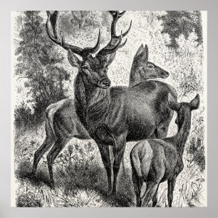 Vintagen 1800er Jahre Red Deer Illustration Stag D Poster