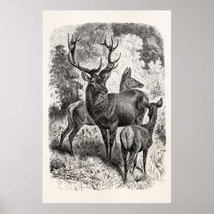 Vintagen 1800er Jahre Red Deer Illustration Stag D Poster
