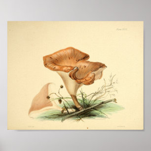Vintagen 1855 Pilze Brown Cap Art Print Poster