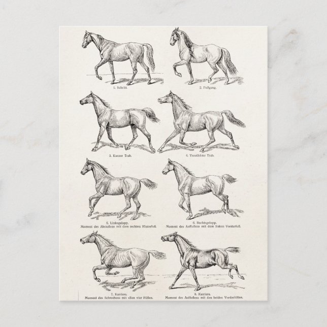 Vintagen Pferderennen der 1800er Jahre Illustratio Postkarte (Vorderseite)