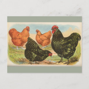 Vintagen Postkarte "Orpington Chickens"
