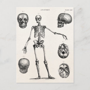 Vintagen Skelett der 1800er Jahre Anatomische Skel Postkarte