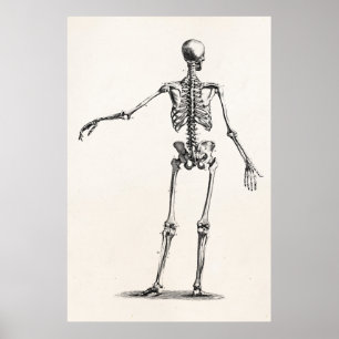 Vintagen Skelett der 1800er Jahre Antikes Anatomie Poster