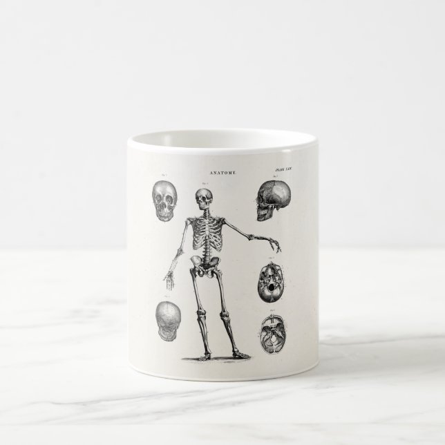 Vintagen Skelett der 1800er Jahre Antikes Anatomie Tasse (Mittel)