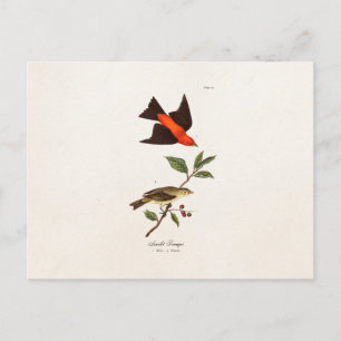 Vintagen Vogelschwanzvögel aus dem 18. Jahrhundert Postkarte