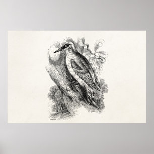 Vintagen Woodpecker Bird Wood Pecker Birds Poster