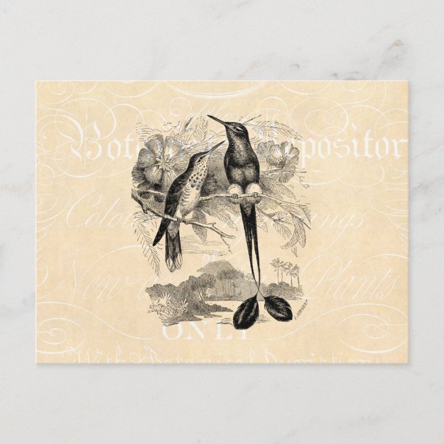 Vintager 1800er Racket-Schwanz Hummingbird Racquet Postkarte (Vorderseite)
