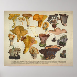 Vintager 1831 Pilz-Vielzahl-gelbes Brown-Druck Poster