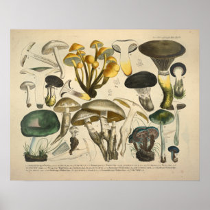 Vintager 1831 Pilz-Vielzahl-gelbes Grün-Druck Poster