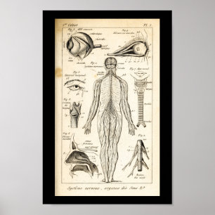 Vintager 1844 menschlicher Nerven-Anatomie-Druck Poster