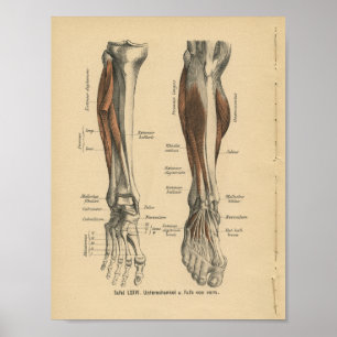 Vintager 1888 Deutsch-Anatomie-Druck-Bein-Fuß Poster
