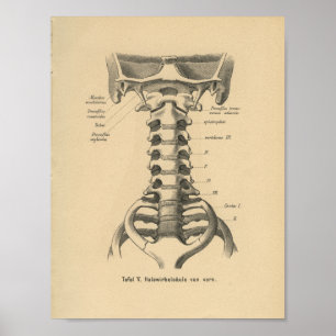 Vintager 1888 Deutsch-Anatomie-Druck-zervikaler Poster