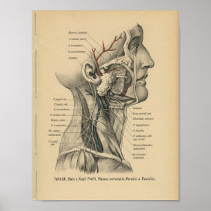 Vintager 1888 Deutsch-Anatomie-Schreibkopf-Hals Poster