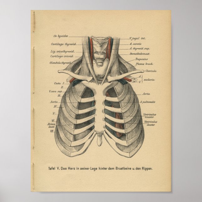 Vintager 1888 deutscher Anatomie Druckkäfig Poster (Vorne)