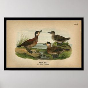 Vintager 1890 Bird Print Ruddy Duck Poster